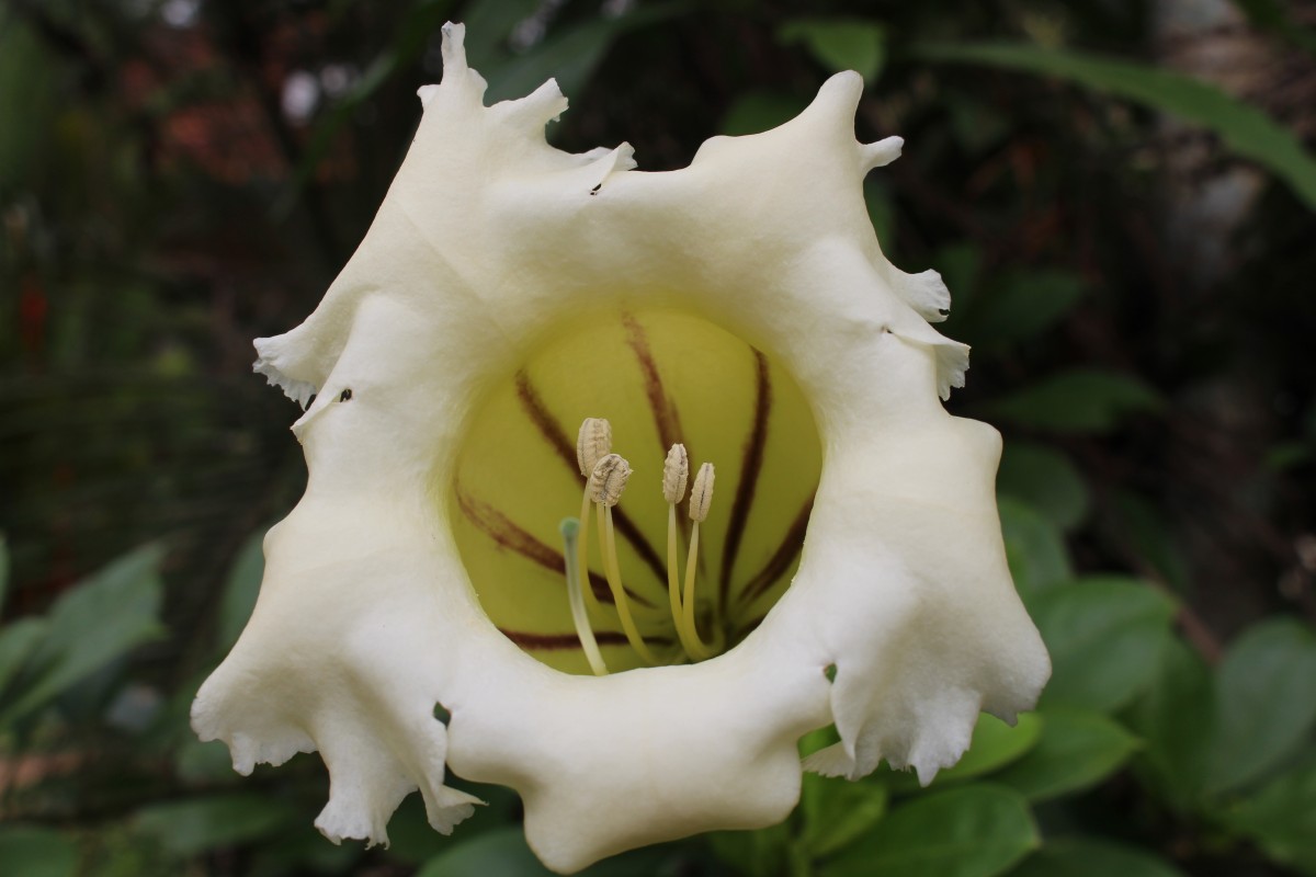 Solandra longiflora Tussac